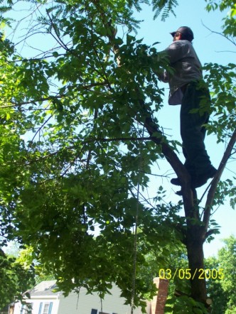 treepruning.jpg